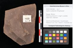 Foto (Objekt + Etikett) von Quercus palaeoilex Ettingshausen (NHMW-GEO-2024-0188-0860)